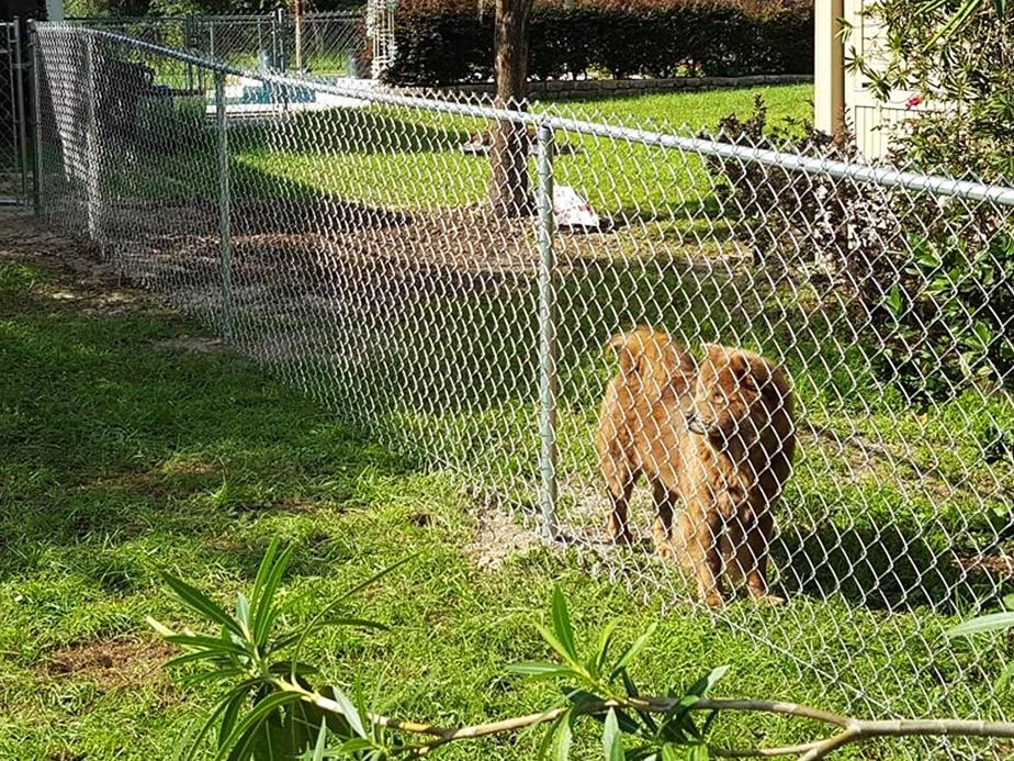 Ocala Florida Trusted Pet Fence Contractor