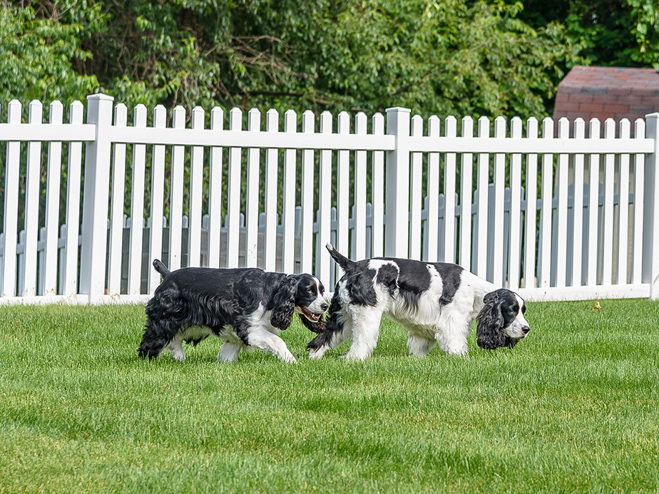 Pet Fence Contractor in Ocala Florida